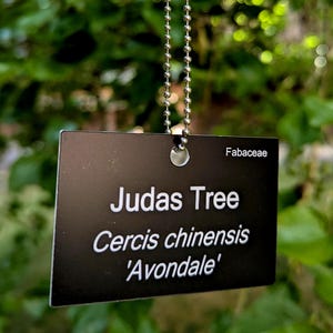 Pode incluir: Uma etiqueta preta de planta suspensa por uma corrente de bolinhas prateada. A etiqueta exibe as palavras "Judas Tree" e "Cercis chinensis 'Avondale'" em texto branco, com "Fabaceae" no canto superior direito. O fundo é folhagem verde desfocada.