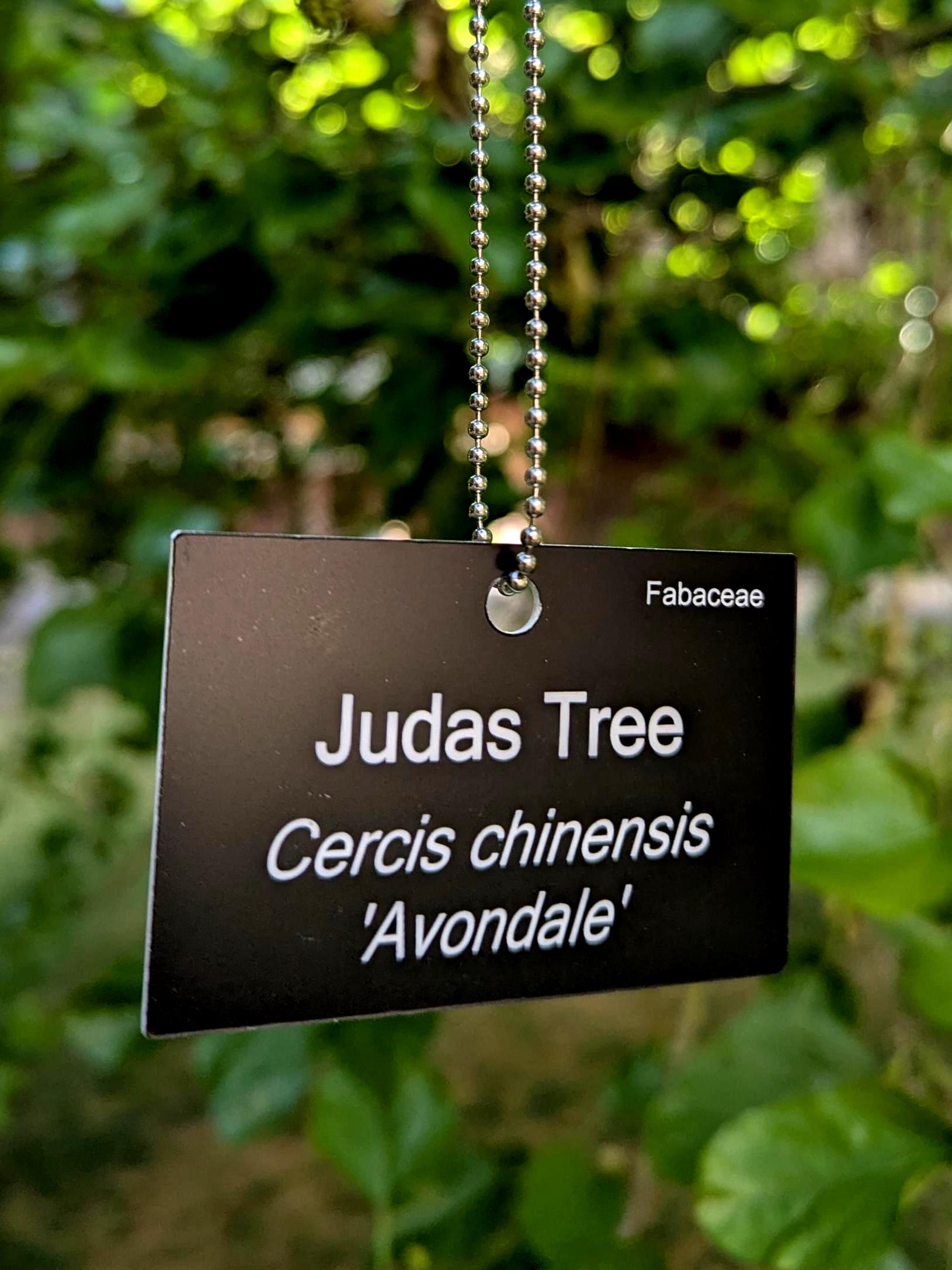 Custom Engraved Hanging Plant Label with hanging loop - Botanical garden label - professional laser engraved. Personalisable. Various Sizes
