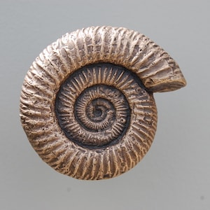 May include: A fossilised ammonite, a type of extinct marine mollusc, with a spiral shell. The shell is brown and has a textured surface.