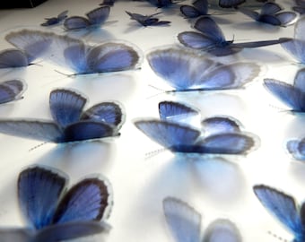 Holly Blue Butterflies, Wall Decor Embellishments
