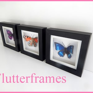 May include: Three black picture frames with white mounts, each displaying a different butterfly specimen. The butterflies are a purple butterfly, a red and black butterfly, and a blue butterfly.