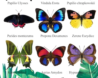 Exotic Butterfly Collection, Set of 12, Rustic Wall Decor