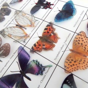 Sammlung Schmetterlinge aus Asien, Set mit 12 Schmetterlingen aus Asien. Unechte natürliche Schmetterlinge. Natürliche rustikale Dekorationen. Handgefertigt.
