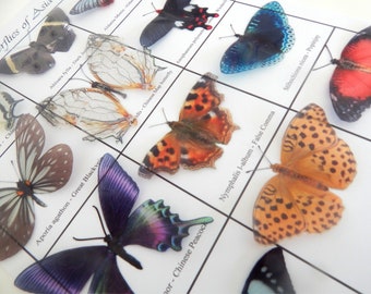 Asian Butterfly Collection, Faux Taxidermy Wall Decor, Set of 12