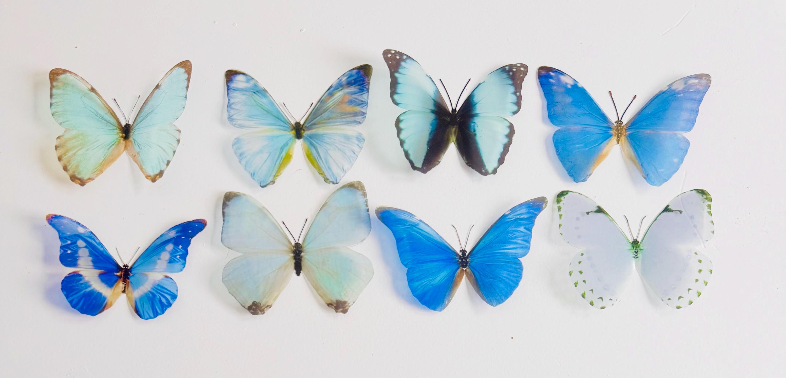 モルフォ3D蝶8匹、蝶好きの方のためのモルフォコレクション、ブルーの