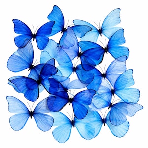May include: An arrangement of blue butterflies in various shades, from pale to deep blue. The butterflies are clustered together against a white backdrop, highlighting their intricate wing details and delicate forms.
