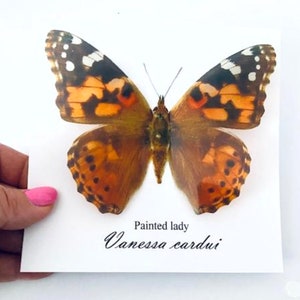 Cumpleaños de Painted Lady 3d Butterfly, tarjeta de agradecimiento o cualquier ocasión. Personalizado. Buckeye común realista, cola de golondrina, racha de pelo verde