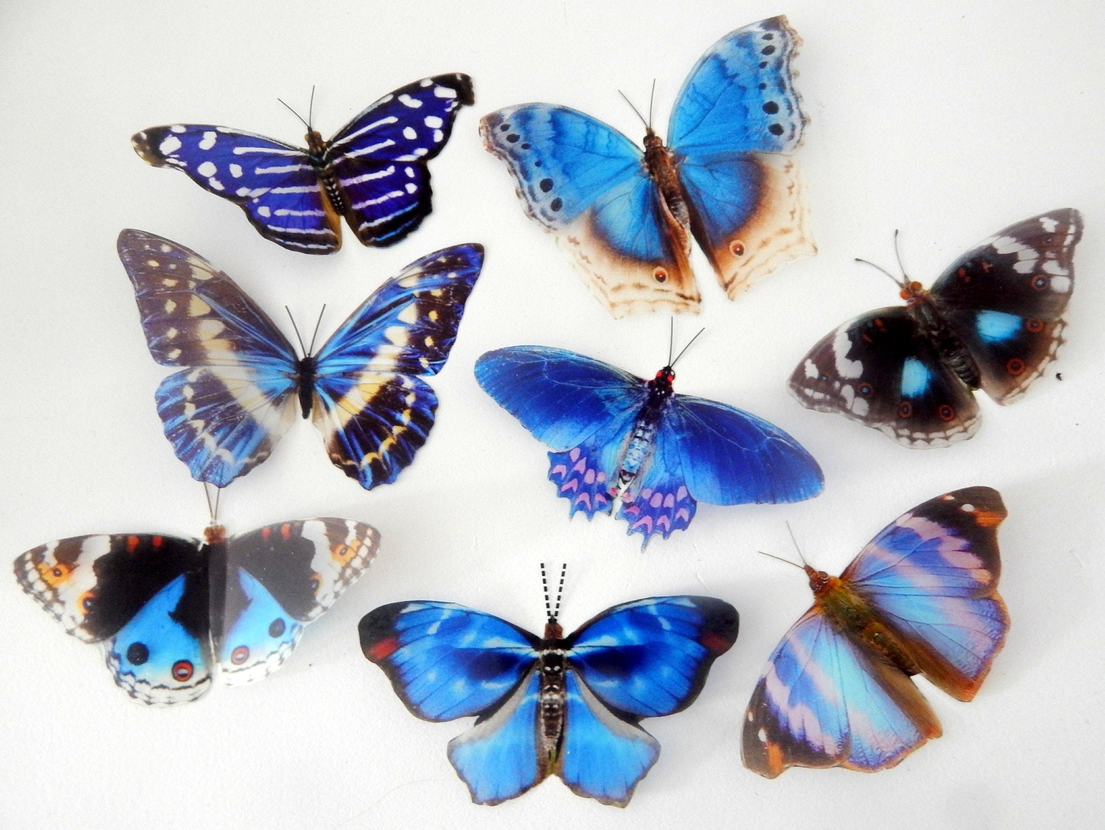 8 Blue Natural butterflies from our blue Country collection. Etsy