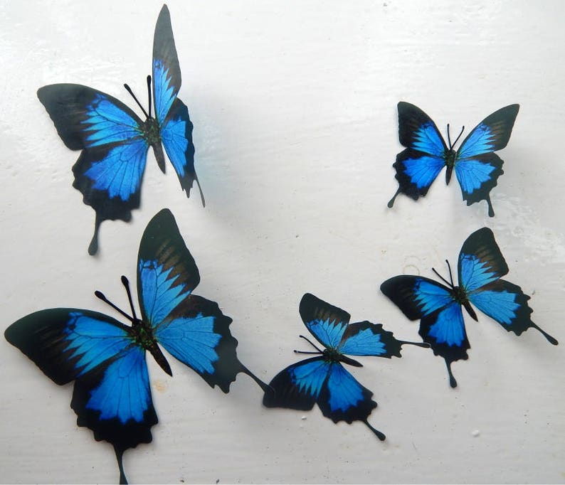 Black and blue reproduction luxury Butterfly 3d wall art decor, bathroom, flower pot, mirror, hallway, conservatory, windows, stickers image 5