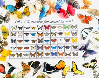 3D Butterfly Display, Wedding Embellishments, Craft Supplies