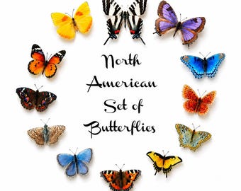 Handmade North American Butterfly Collection, Wall Decor, Set of 12