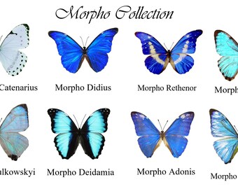 Blue Morpho Butterfly Wall Decor, 3D Butterfly Art (Set of 8)