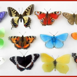 Borboletas britânicas, conjunto com 12 borboletas britânicas. Borboletas artificiais naturais. Decoração de borboletas naturais. Feito à mão. Rústico.