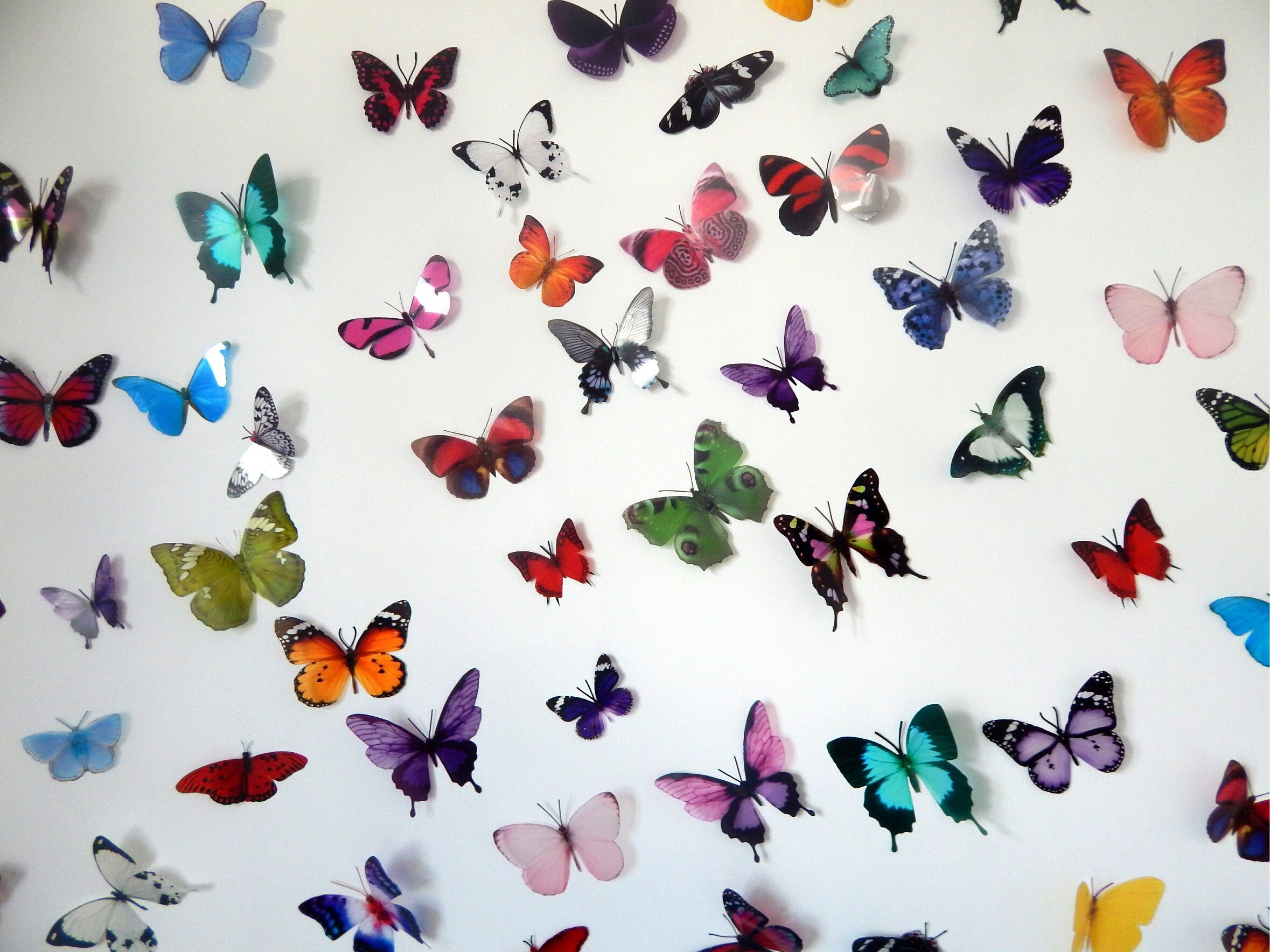 Futterframes S Amazing Butterfly Collection Display Of Realistic 3d