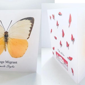 Mariposa migrante naranja, tarjeta de felicitación de mariposa 3d. Personalizado. Hecho a mano. Realista. Pavo real, almirante rojo, tarjeta de condolencia, cumpleaños, etc.