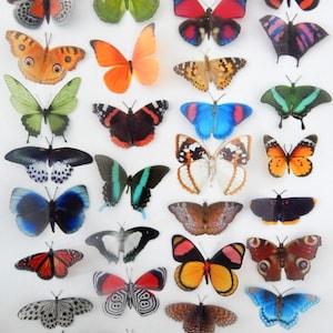 Decorative Butterflies, Natural butterflies set 2, card making 3d wall stickers. Cut your own or have them cut for you. Craft Supplies