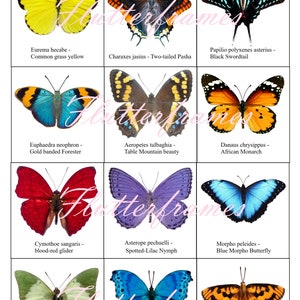 May include: A colourful chart featuring nine different butterflies from Africa. Each butterfly is labelled with its common name and scientific name. The butterflies are arranged in a grid pattern, with three rows and three columns.