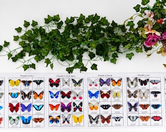 Butterflies of the world 3d poster. Butterfly identification chart. European, Australian,South American, Asian, African and North American
