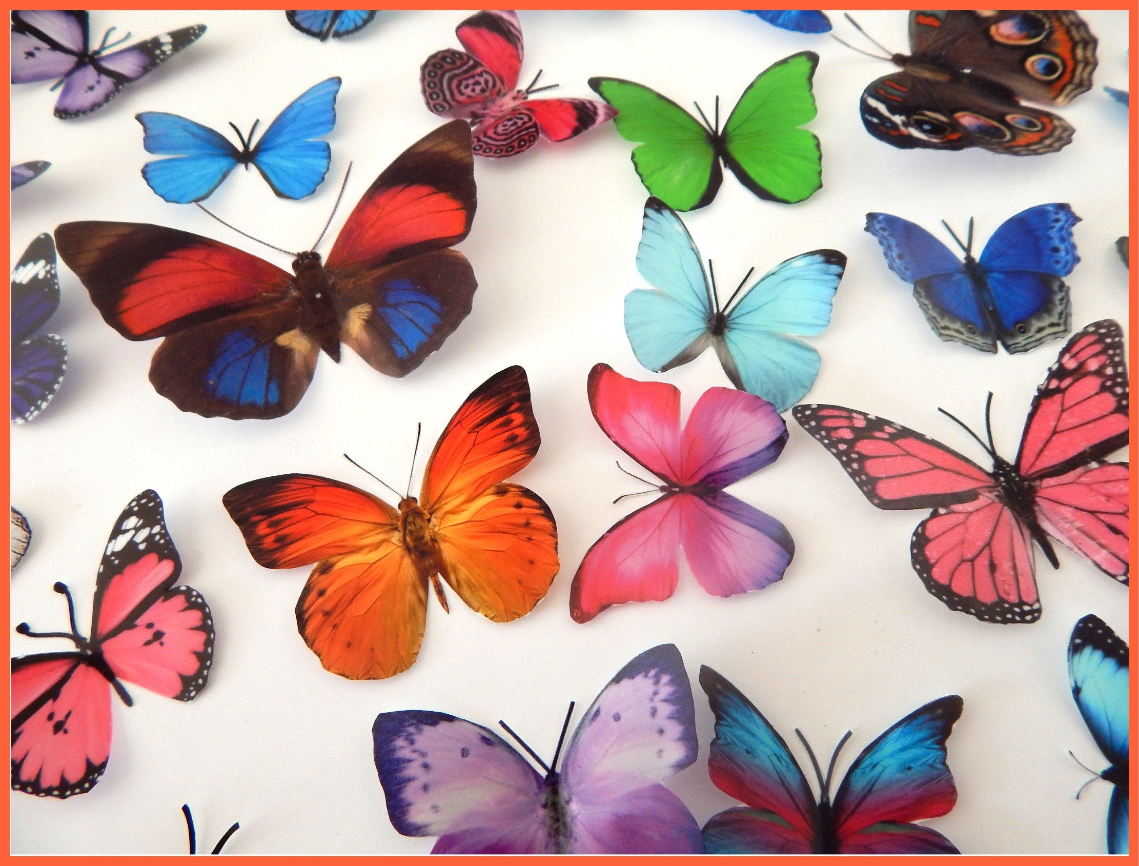 Butterfly Sets, Butterfly Fridge