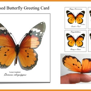 Carte papillon 3D Orange Lesser Wanderer, ainsi que d’autres espèces de papillons.Personnalisé.Fabriqué à la main. Sympathie, anniversaire, anniversaire, merci