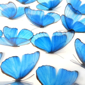 Beautiful 3D Blue Butterflies, set of 18, 7cm wide. Embellishments, card making,wall decor,decorative butterflies,wedding decor,conservatory