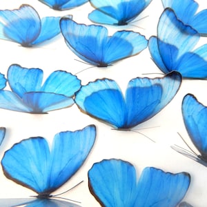 Magnifiques papillons bleus 3D, lot de 18, 7 cm de large. Embellissements, fabrication de cartes, décoration murale, papillons décoratifs, décoration de mariage, véranda