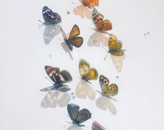 Natural shades of Browns butterfly collection.Butterfly 3d wall stickers.Faux butterflies.Natural butterfly decor.Scrap booking,card making.
