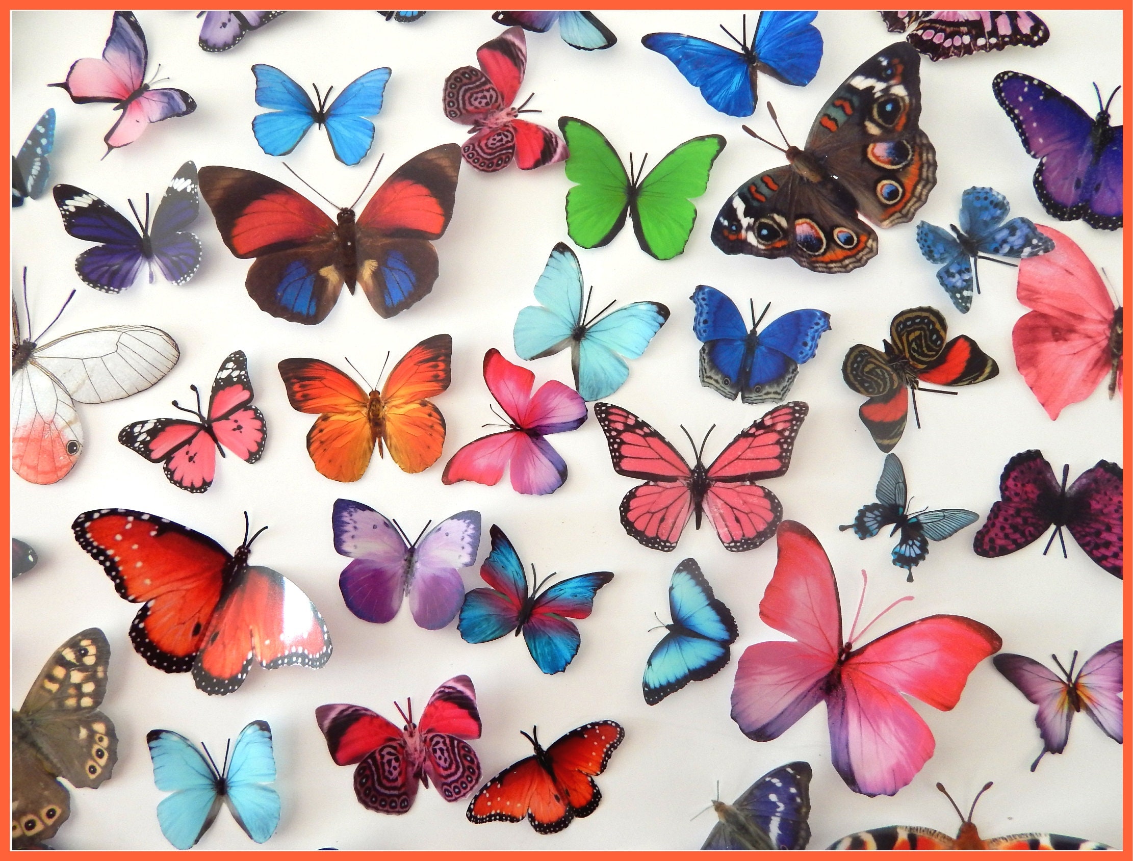 Butterfly Sets, Butterfly Fridge
