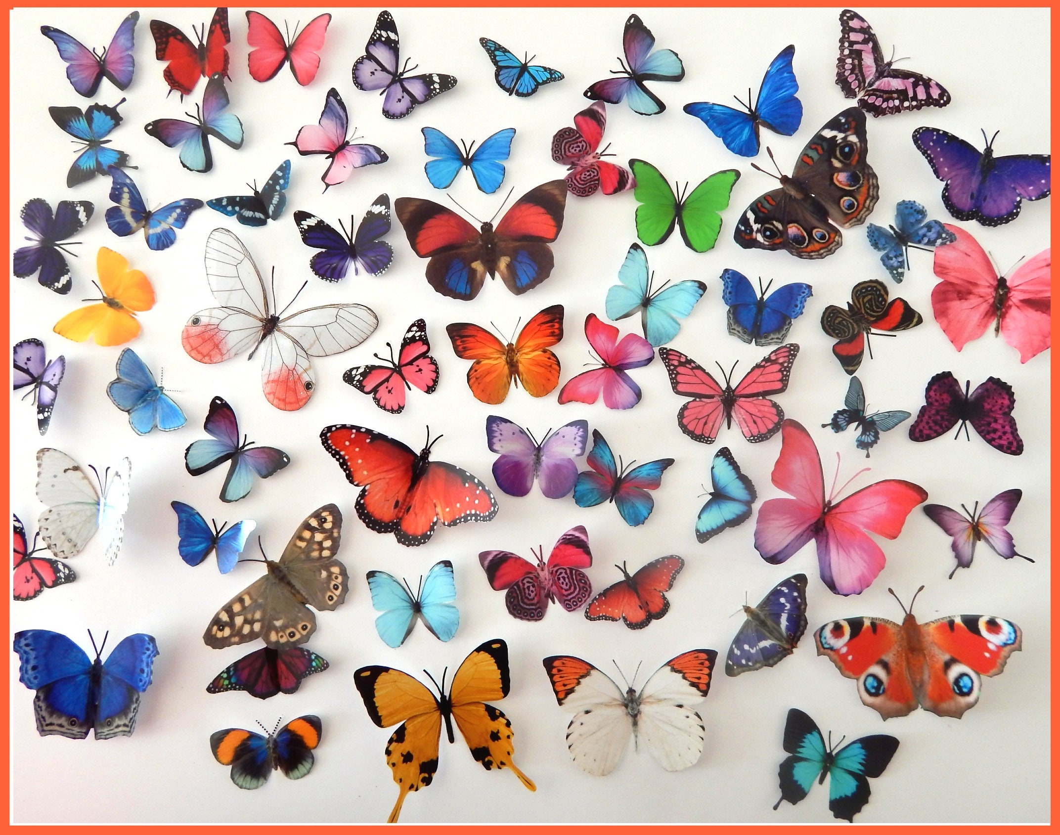 Butterfly Sets, Butterfly Fridge