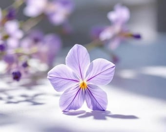 Violet Bouquet Scented Body Butter, Roll On Perfume, Body Oil, Body Mist, Sugar Scrub, Whipped Soap, Body Cream