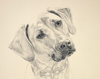 CUSTOM ONLY - Pencil Pet Portrait drawn from your favorite photograph.