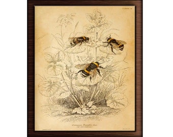 Impresión vintage de abejorro, ilustración de abejorro, arte mural de abeja reina, panal, decoración imprimible de abejorro. DESCARGA INSTANTÁNEA.