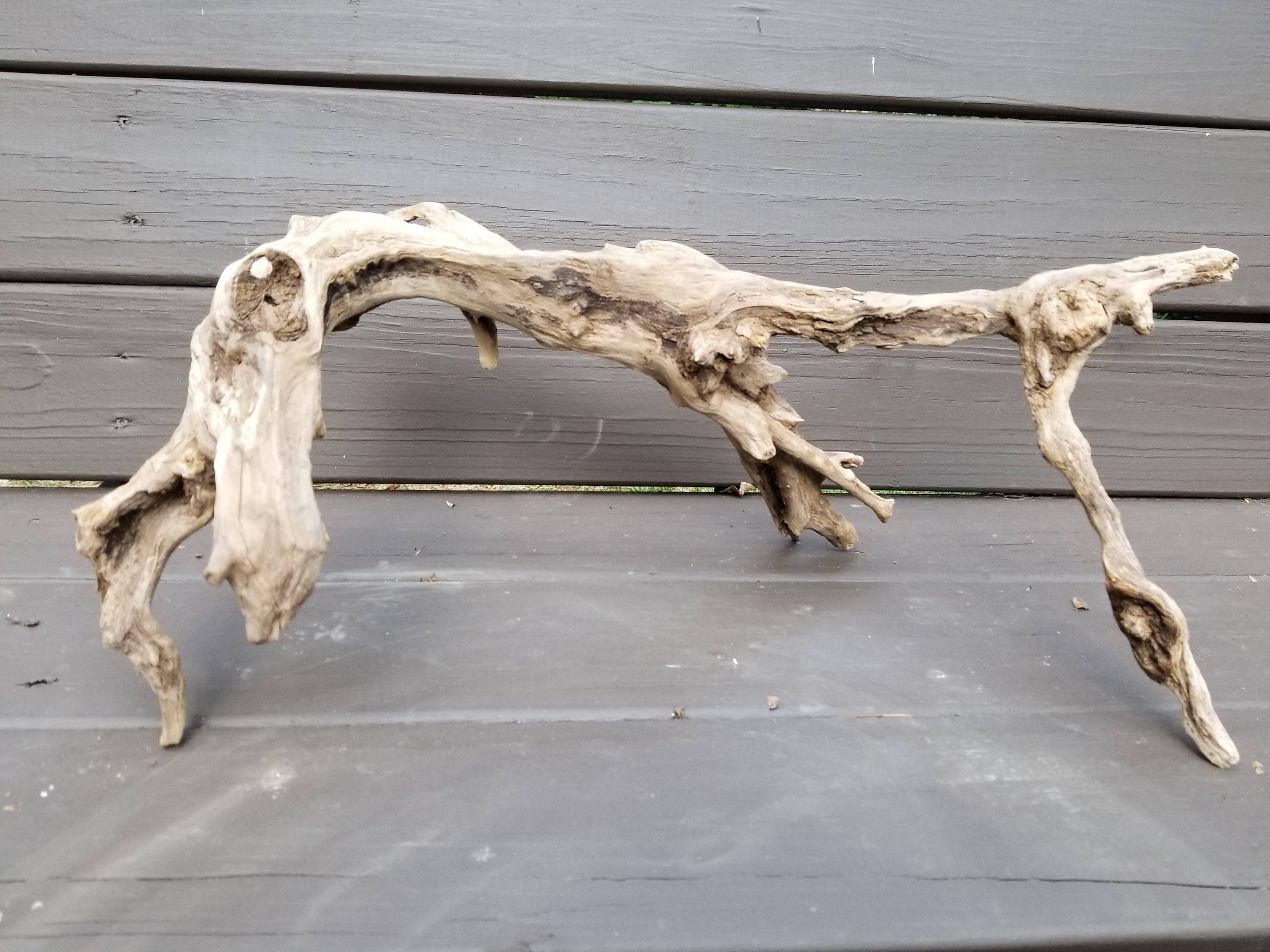 arching driftwood root stump