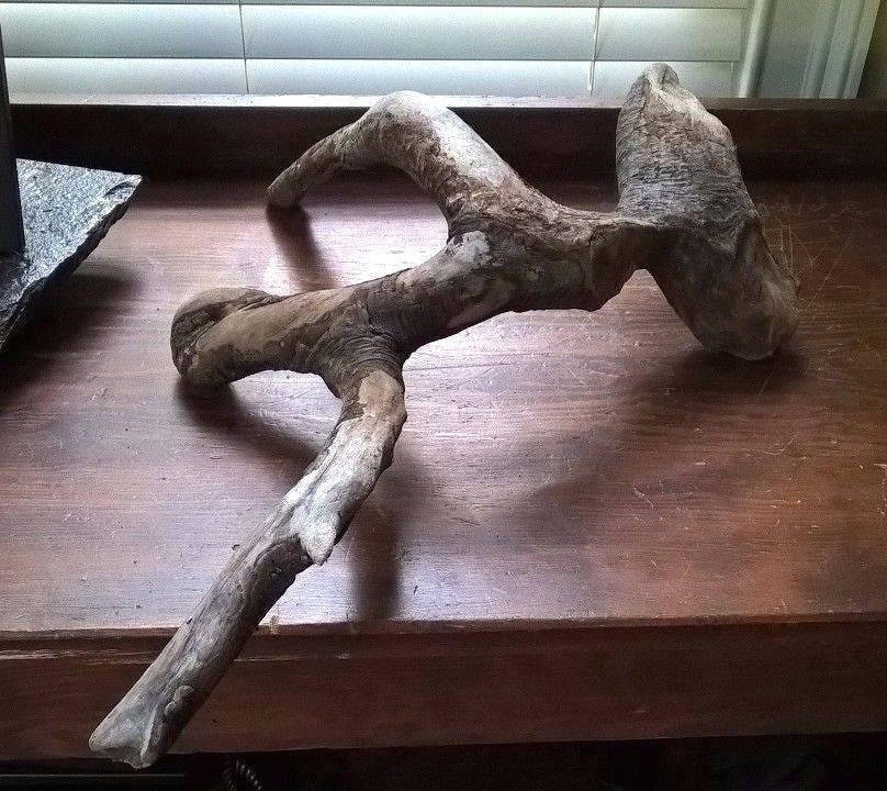driftwood cherry tree root