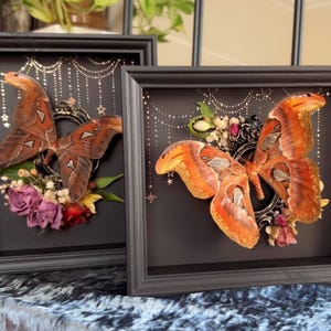 May include: Two framed butterfly artworks. Each features a large butterfly with orange and brown wings, set against a black background. Dried flowers and decorative elements surround the butterflies, all within black frames.