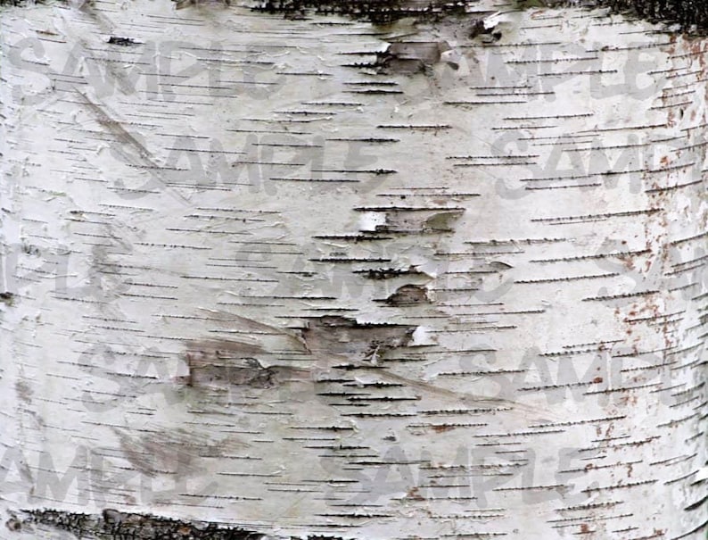 Birch Bark Tree Edible Image Cake Topper 1/4 Sheet Great for Etsy