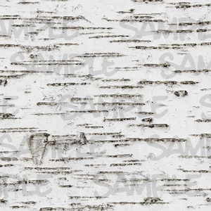 Birch Bark Tree Edible Image Cake Topper 1/4 Sheet Great for Strips