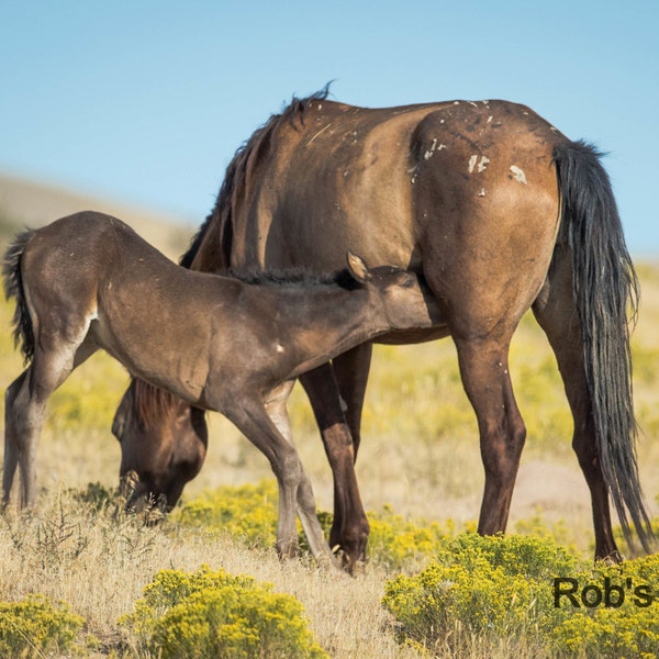Mare Nursing Foal, Wild Horses, Horse Photography, Rob's Wildlife, Horse Lovers Gifts, Horse Wall Art, Home Decor, Equestrian Photography