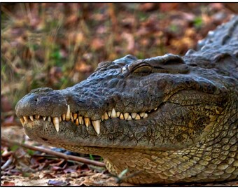 Smiling Crocodile, African Crocodile, Crocodile Fine Art, Safari Decor, Rob's Wildlife, Alligator Prints, Crocodile Teeth, Macro Photography