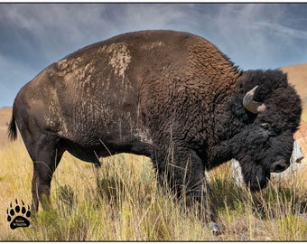 Antelope Island Buffalo, Buffalo Photography, Buffalo Art, Rob's Wildlife, Bison in the meadow, Mammal, Brown and White, Buffalo, Bison Art