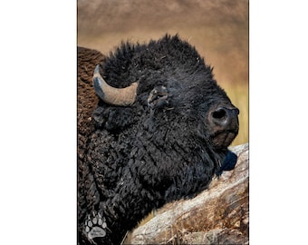 Bison With an Itch, Wildlife Photography, Bison Wall Decor, Animal Photography, Rob's Wildlife, Gifts under 30, Buffalo Metal Print