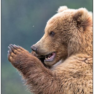 Mordace Costiere Orso Bruno Orso Grizzly Divertente Robs Etsy