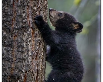 Cuddly BLACK BEAR Photography Print - Cute Baby Black Bear in Tree - Baby Bear in Tree - Black Bear Art - Bear Lover Gift - Nursery Wall Art