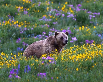 Grizzly Bear in spring flowers, Bear Photography Print, Bear Art, Bear Wall Decor, Bear Photography, Bear Print, Bear Photos, Rob's Wildlife