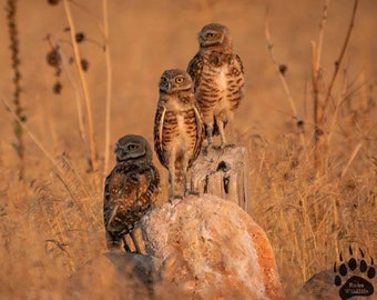3 Amigos, Burrowing Owls, Owl Fine Art, Owl Photography, Owl Art, Owl Decor, Wildlife Photography, Bird Photography, Rob's Wildlife
