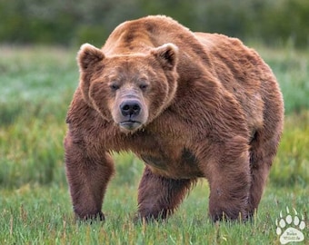 Mr. Grumpy Pants, Grizzly Bear Photography Print, Bear Art, Bear Photo, Bear Fine Art, Bear Wall Decor, Bear Decor, Robs Wildlife