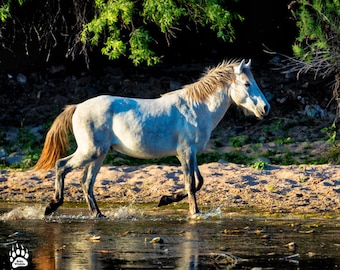 White Wild Mustang, Equus, White Stallion, Horse Photography, Horse Wall Art, Western Art, Wild West, Rustic Wall Decor, Rob's Wildlife