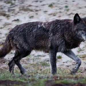 Prowling Black Wolf in Yellowstone, Black Wolf Photography Print, Wolf Print, Wolf Photography, Wolf Animal Print, Wolf Art, Rob's Wildlife