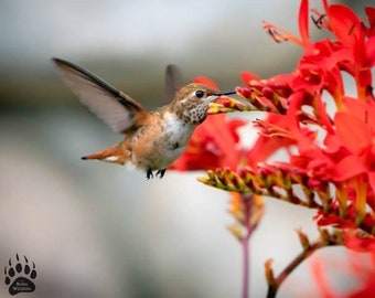 Oregon Coast Hummingbird, Humming Bird Photography Print, Birds in Flowers, Colorful Bird, Robs Wildlife, Nature Photography, Red Flowers