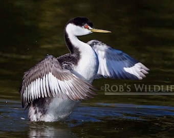 Western Grebe Flapping Wings, Black and White, Bird Photography, Winged Wonders, Bird Wall Art, Rob's Wildlife, Swan Grebe, Dabchick